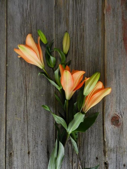 HONESTY 3-5  BLOOM ORANGE L.A. HYBRID LILIES